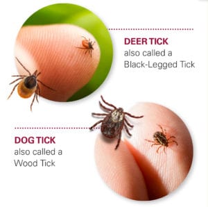 Ticks